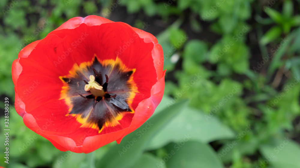 Close-up shot of a beautiful tulip flower with bright red petals. Close-up shot of a beautiful tulip flower with bright red petals.