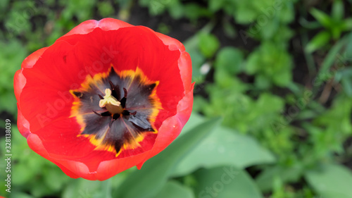 Close-up shot of a beautiful  tulip flower with bright red petals.