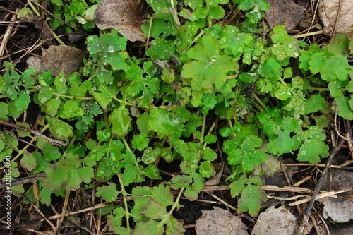  drop of dew on a green spring leaf of celandine