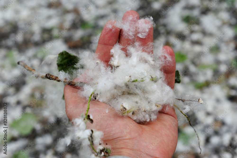 White fluff lies on the edge of the road on the green grass. concept poplar allergy - spring time - pollens of poplars