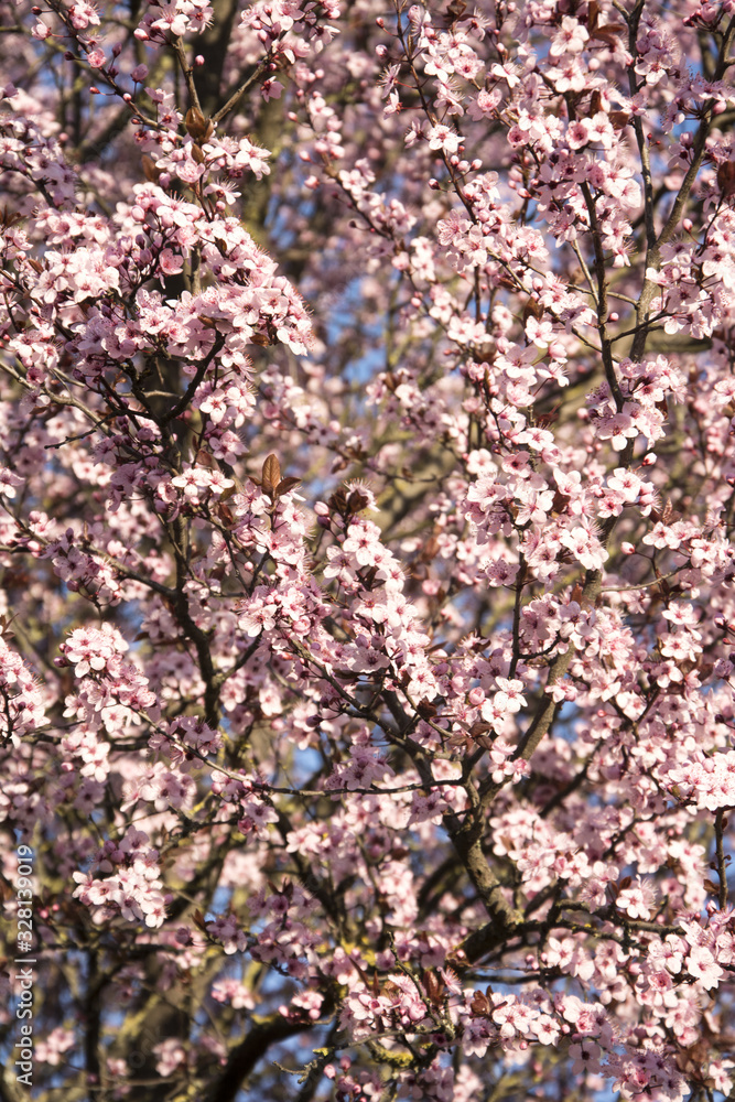 primavera primavera