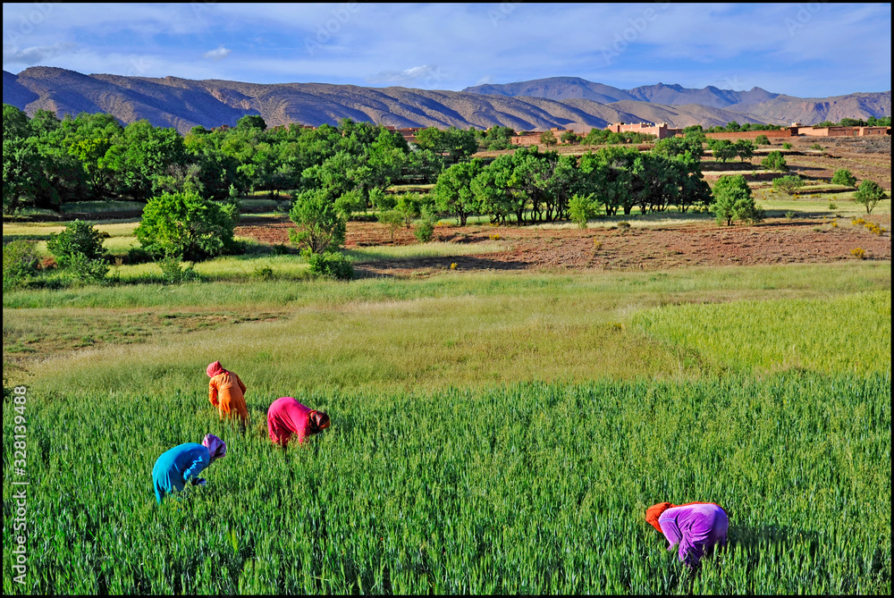 Africa- Morocco - Moroccan Arab women to agricultural work in rural areas - Dades Valley , work and sexual emancipation