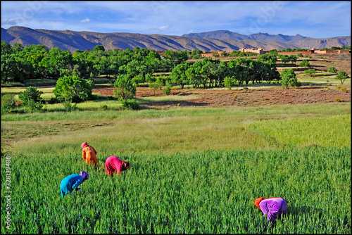 Obraz na płótnie Africa- Morocco - Moroccan Arab women to agricultural work in rural areas - Dades Valley , work and sexual emancipation w salonie