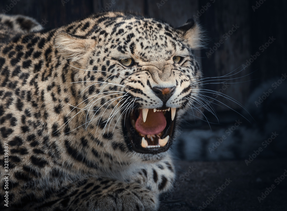 Obraz premium Angry Leopard