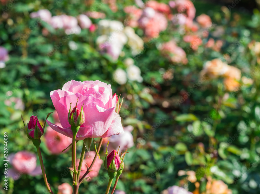 Pink Roses in the garden Pink Roses in the garden