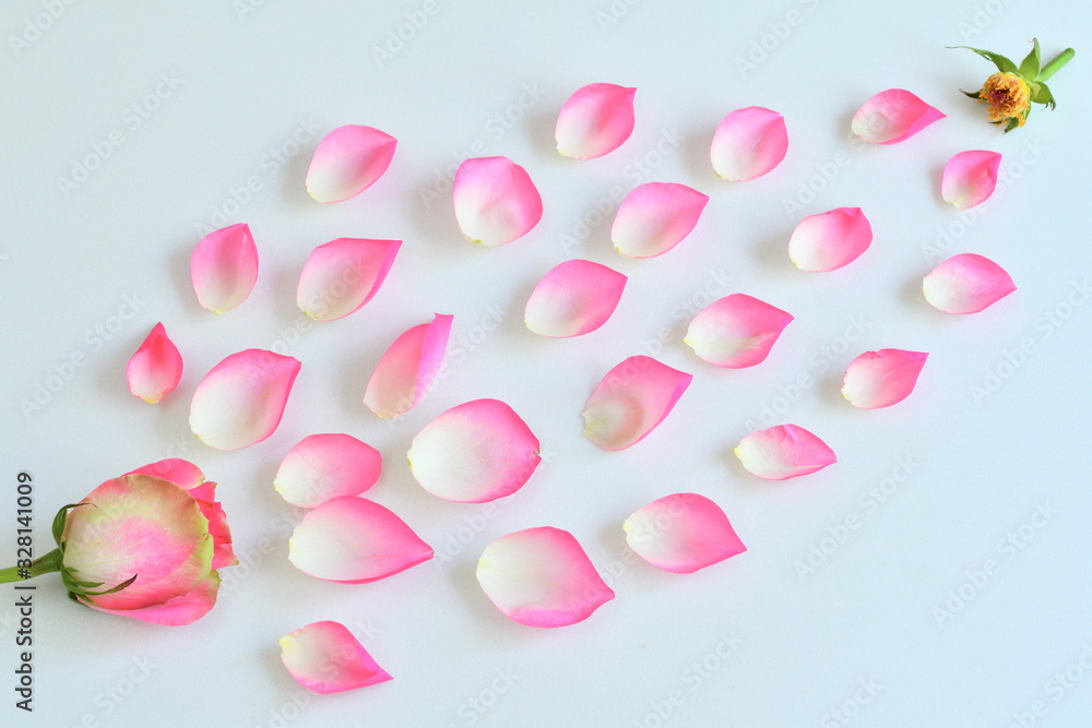 Creative layout made with rose petals . Minimal nature love background. Spring flowers concept.