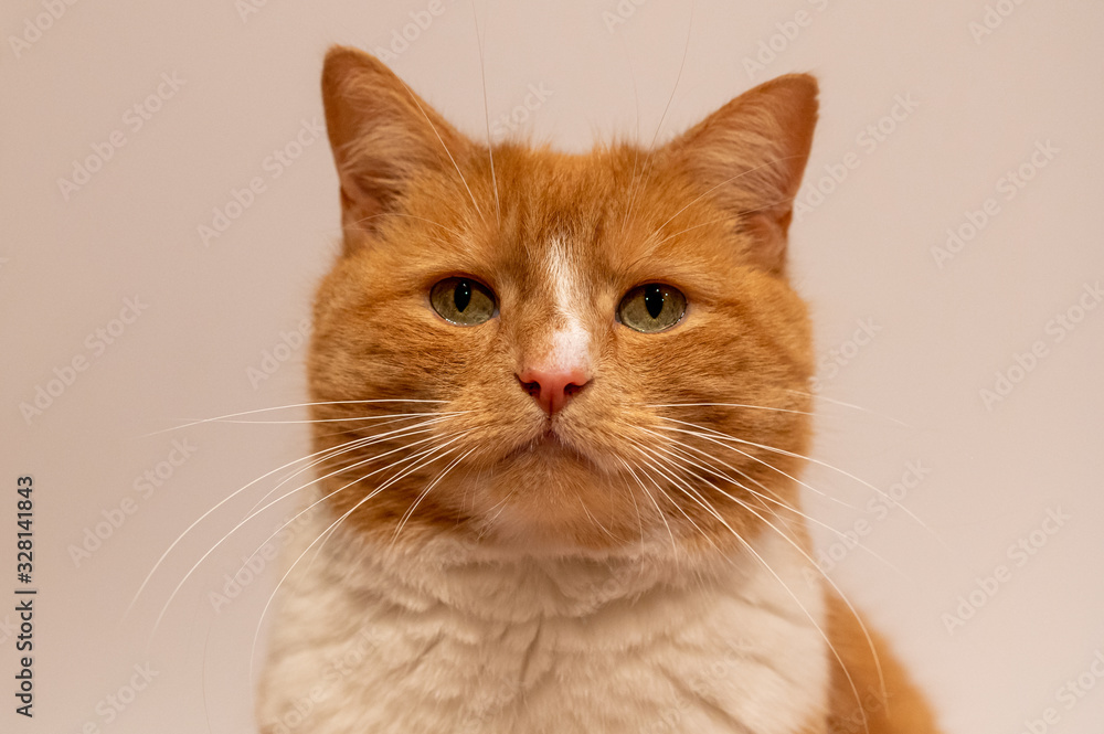 Portrait of a domestic ginger cat