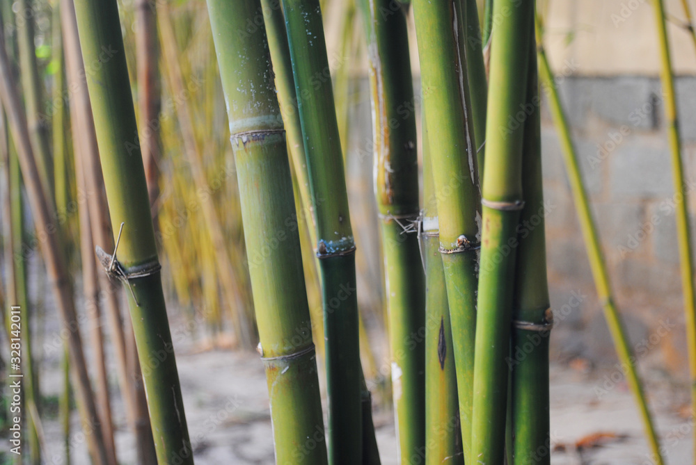 Fototapeta premium Bamboo