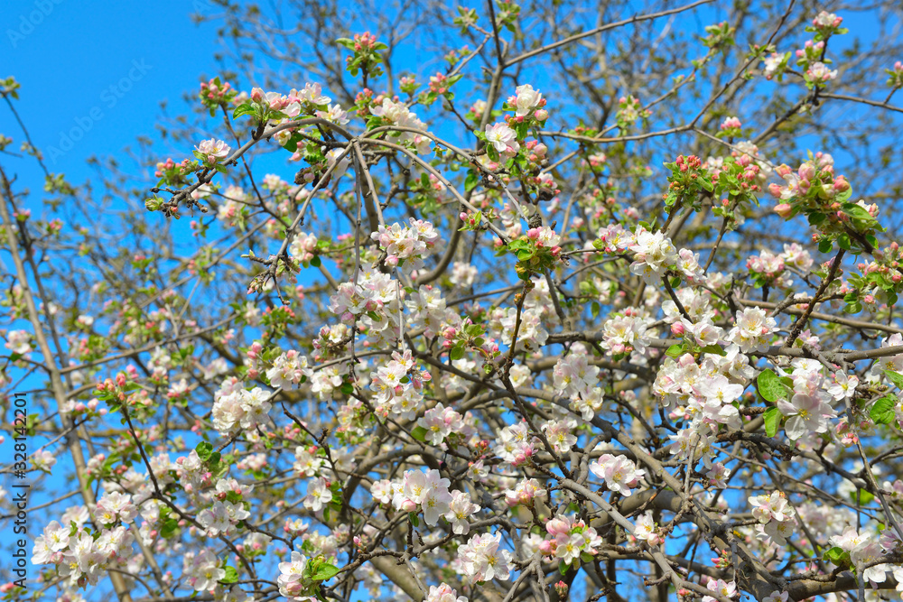 Flowers of an apple tree. Shallow depth of field. Flowers of an apple tree. Shallow depth of field.