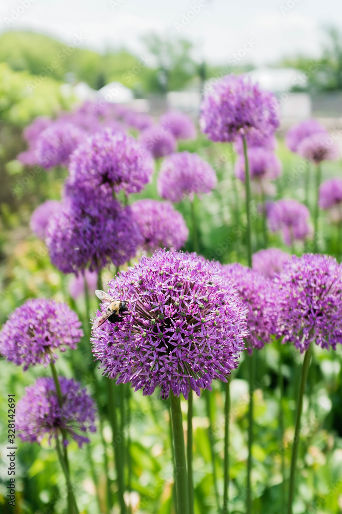 Bee on a purple allium flower. Bee on a purple allium flower.