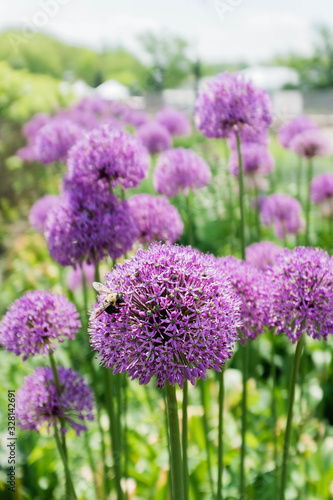 Bee on a purple allium flower.