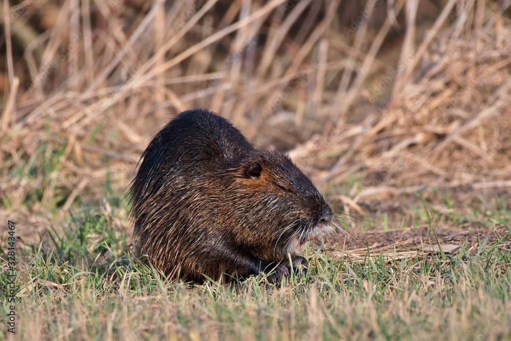Coypu (Myocastor coypus) in natural environment, Danube wetland, Slovakia, Europe
