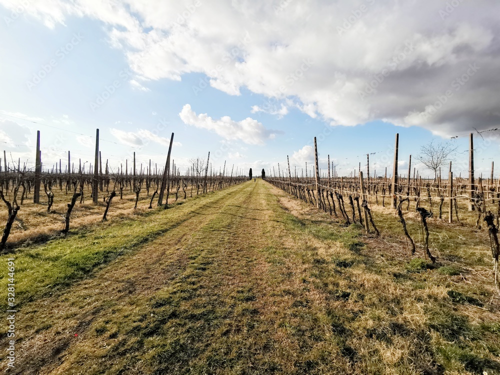 Spring vineyard leaves Spring vineyard leaves