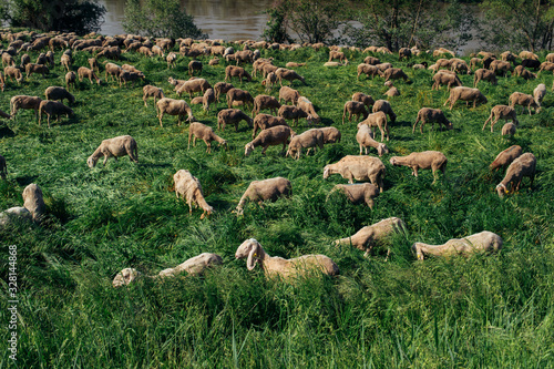 Several Sheep In A Field - Italy photo