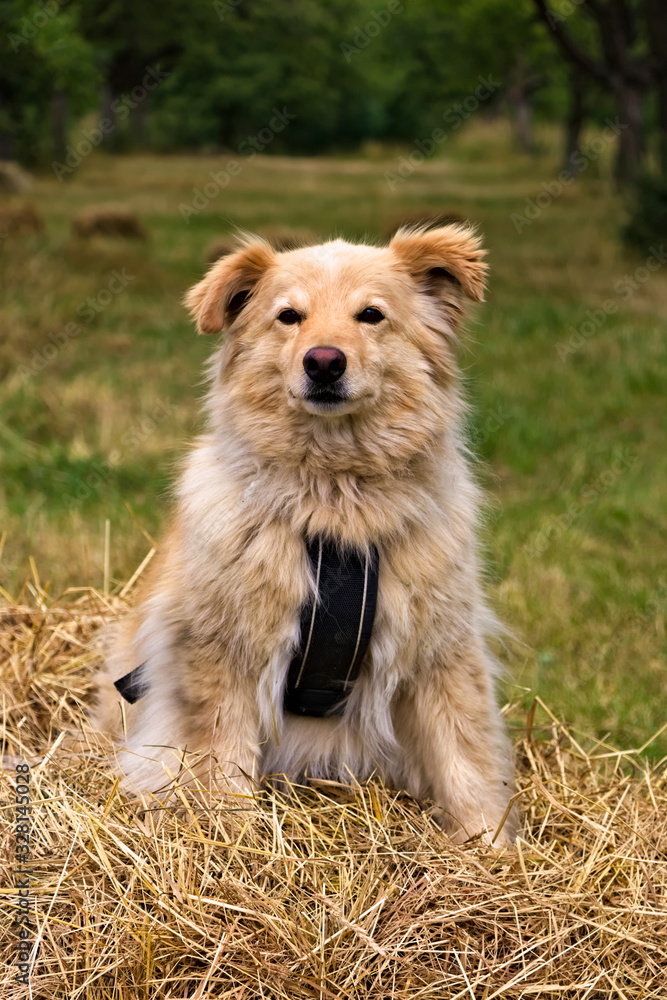 Portrait of a gorgeous Golden Retriever crossbreed sitting on a haystack