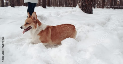Cheerful Corgi dog makes his way through deep snowdrifts, dog almost drowned in snow, joyful dog, contented face, sticks out his tongue, beloved pet, walk in city park, snowy winter, snow flying apart
