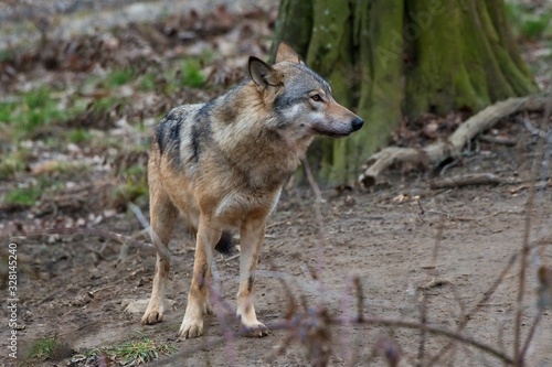 Wolf  Canis lupus  in captive breeding  Austria  Europe