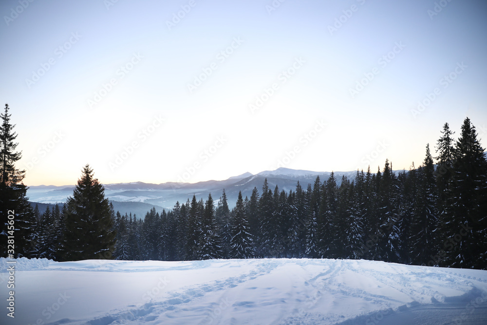 Picturesque view of conifer forest covered with snow on winter day