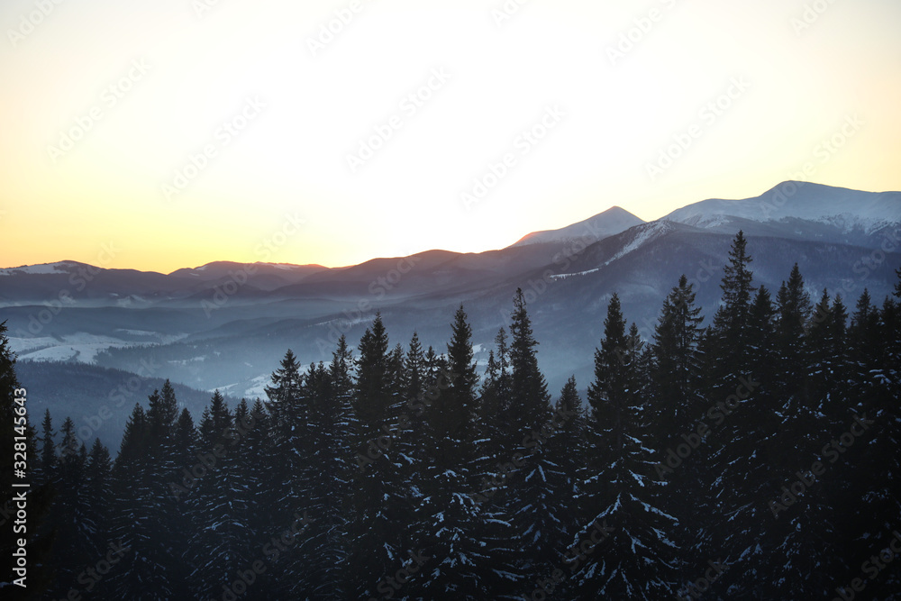 Obraz premium Picturesque view of conifer forest covered with snow at sunset