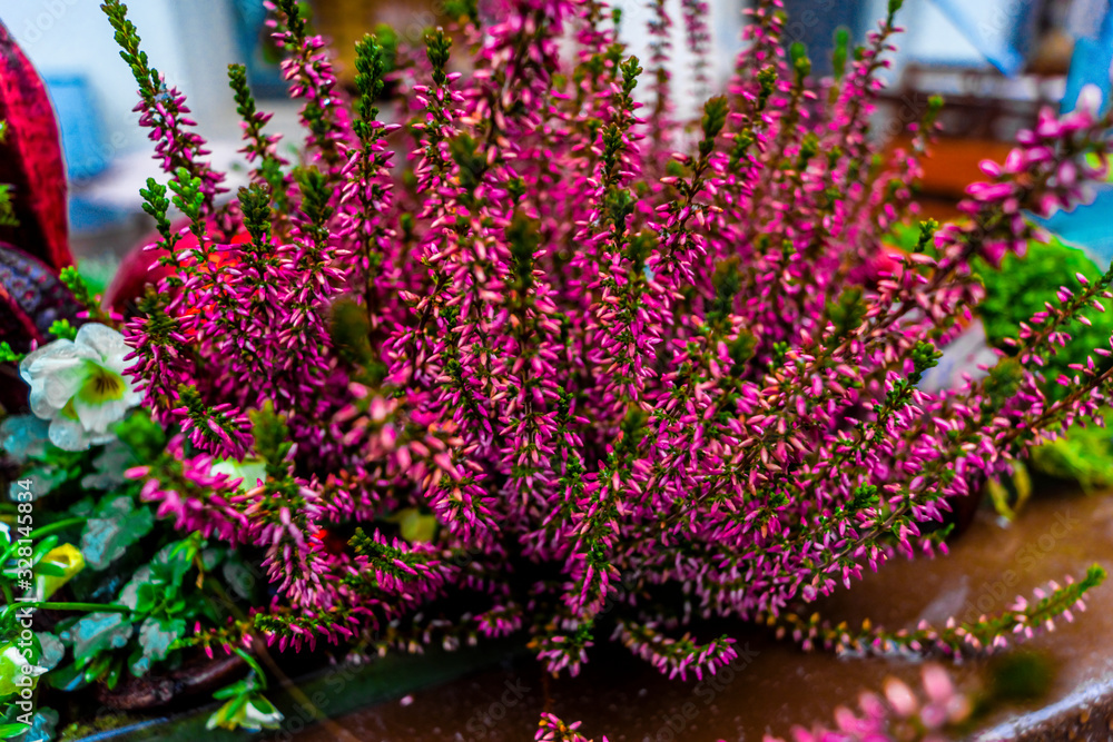 Obraz premium Blooming colorful heather in the meadow.