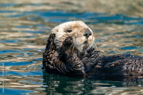 Sea otter grooming itself in utter relaxation