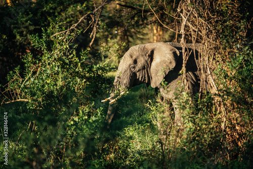 The Elephant in the Bush photo