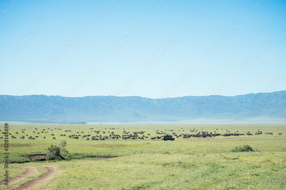 A Thousand of Wildlife on the Grassland A Thousand of Wildlife on the Grassland