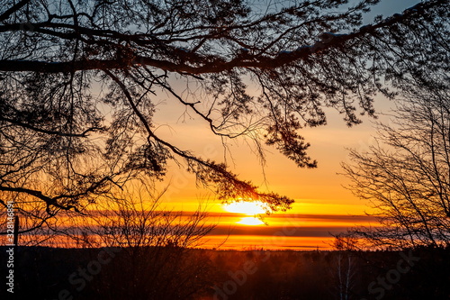 Tree branches form a beautiful pattern against the setting sun