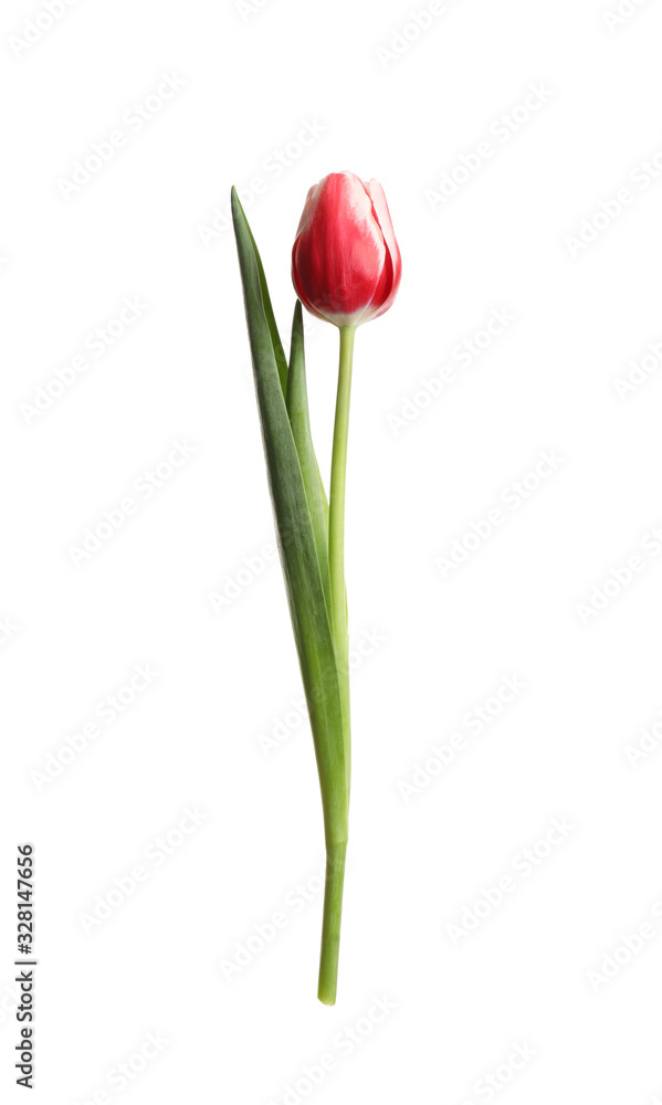 Beautiful tender spring tulip isolated on white Beautiful tender spring tulip isolated on white