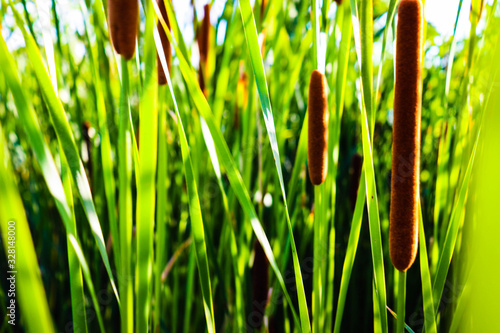 Fluffy reed of Typha Bulrush movement under the wind in autumn light, countryside swampy meadow.