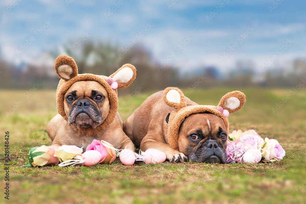 Obraz premium Easter bunny dogs showing pair of French Bulldogs dressed up with rabbit ear headband costume lying outdoors on grass surrounded by pink rose flowers and easter eggs