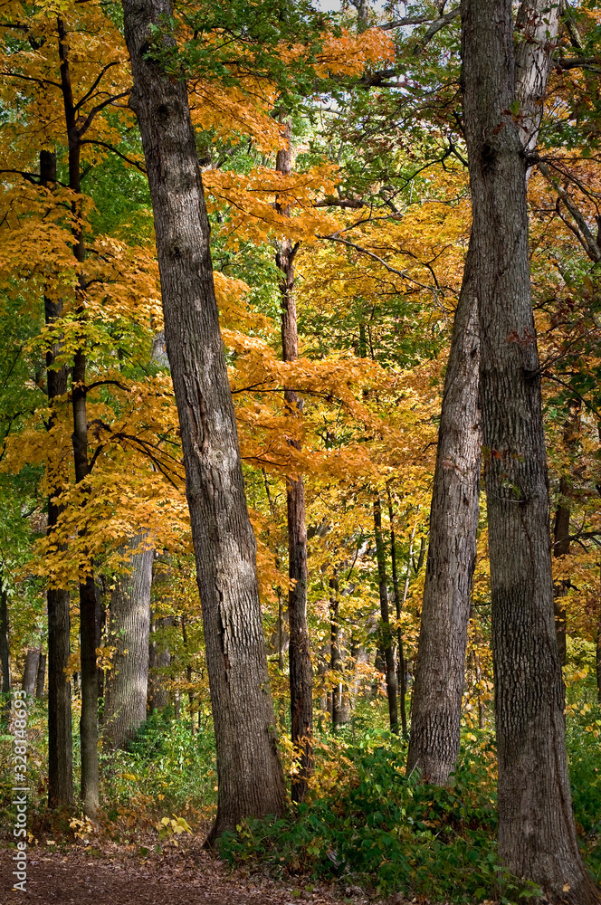 Maple trees show off their golden autumn colors in a Midwest woodland. Maple trees show off their golden autumn colors in a Midwest woodland.