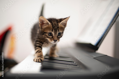 Piano kitten