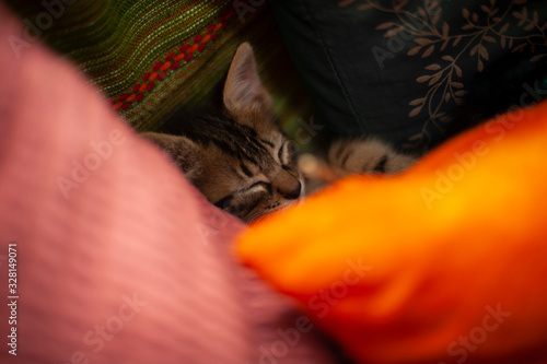 Sleepy kitten