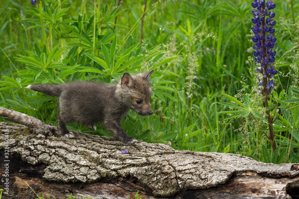 Red Fox (Vulpes vulpes) Kit Walks Across Log Summer Red Fox (Vulpes vulpes) Kit Walks Across Log Summer