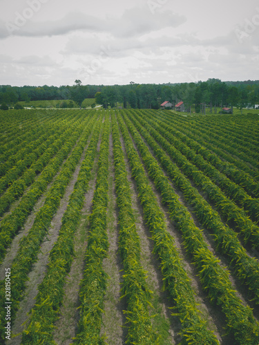 wine crop