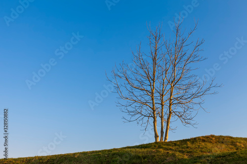 Albero, senza foglie, in inverno, sopra la verde collina. Cielo azzurtro senza nuvole.