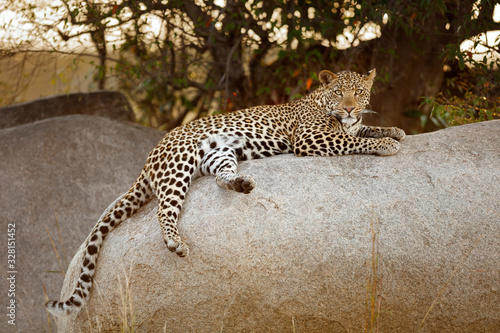 Leopard photo