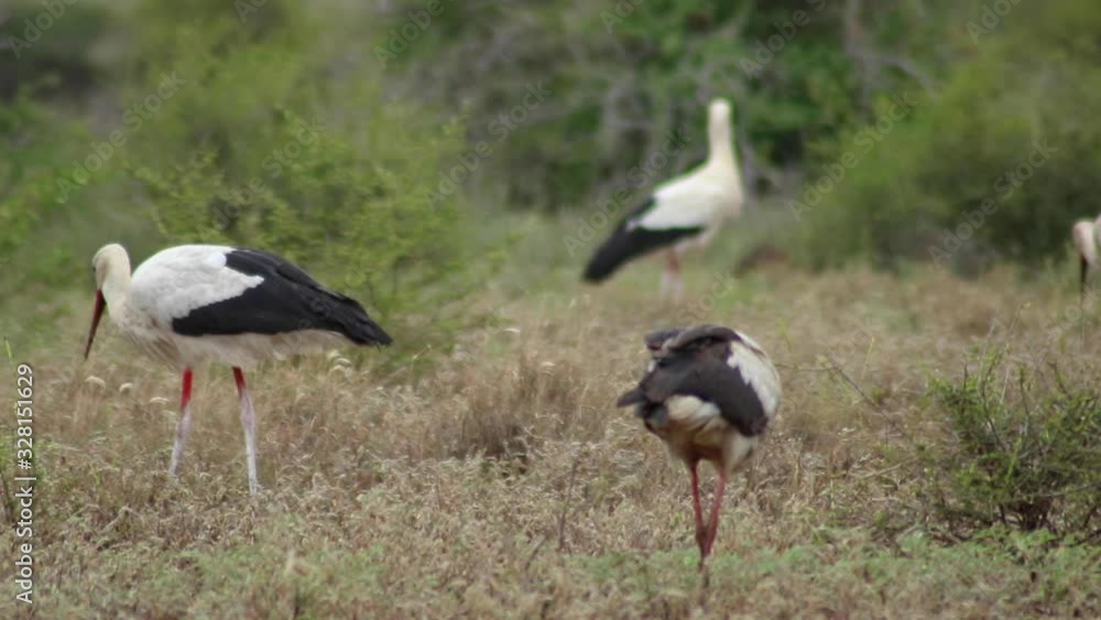 Flock of Storks Walking in Kruger National Park Flock of Storks Walking in Kruger National Park