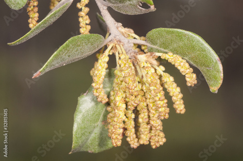 Quercus ilex hollows male catkins this year with the high temperatures the oaks appear with thousands of flowers in the middle of winter hopefully they are the future acorns photo