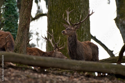 Red deer (Cervus elephus) in natural environment, Carpathian forest, Slovakia, Europe photo