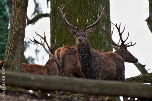 Red deer (Cervus elephus) in natural environment, Carpathian forest, Slovakia, Europe photo