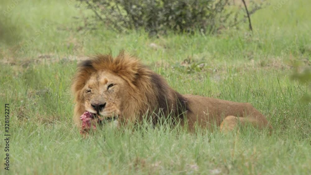 Lion eating prey South African Savannah Lion eating prey South African Savannah