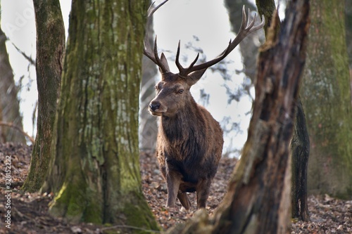 Red deer (Cervus elephus) in natural environment, Carpathian forest, Slovakia, Europe