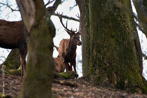 Red deer (Cervus elephus) in natural environment, Carpathian forest, Slovakia, Europe photo