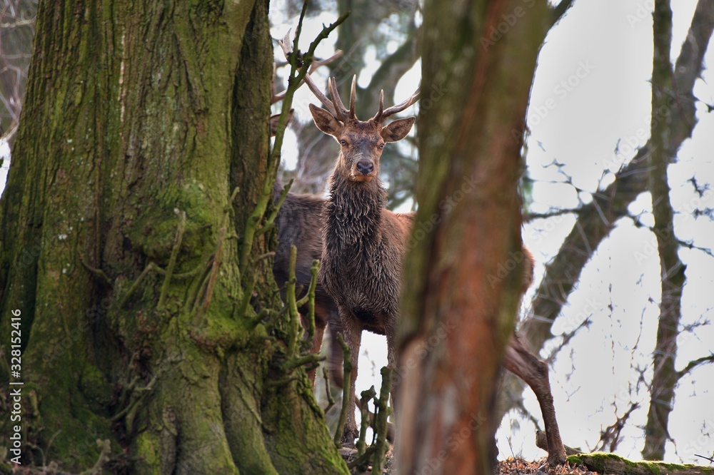 Red deer (Cervus elephus) in natural environment, Carpathian forest, Slovakia, Europe Red deer (Cervus elephus) in natural environment, Carpathian forest, Slovakia, Europe