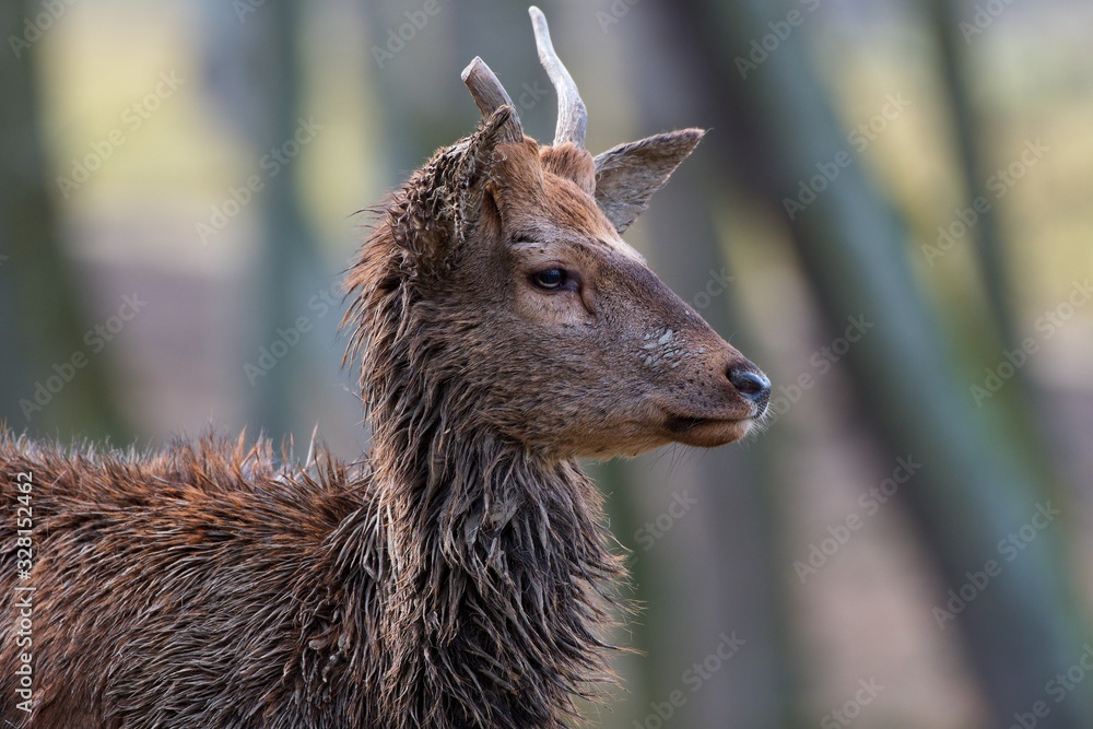 Red deer (Cervus elephus) in natural environment, Carpathian forest, Slovakia, Europe Red deer (Cervus elephus) in natural environment, Carpathian forest, Slovakia, Europe
