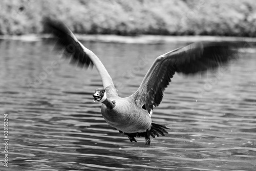 Canadian goose flying across pond in black and white