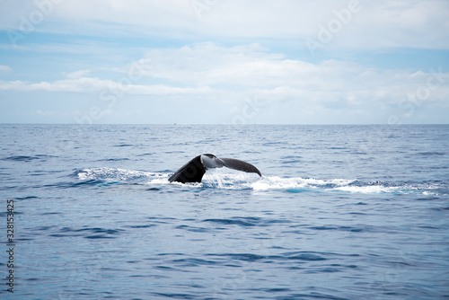 Humpback Whale Swimming Beside Boat in Deep Blue Ocean Water on Bright Sunny Day in Tropical Island Paradise of Maui Hawaii during Amazing Tourist Whale Watching Tour