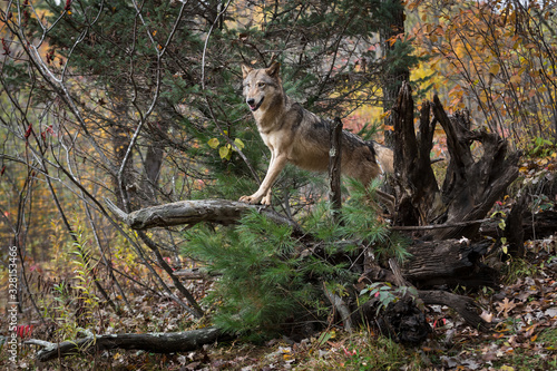 Grey Wolf (Canis lupus) Balances on Root Bundle Autumn © geoffkuchera